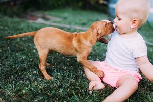 dog and baby