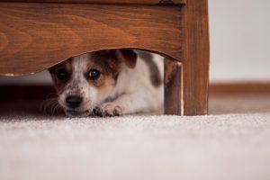 Little puppy is hiding under a cupboard