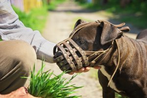 dog muzzled