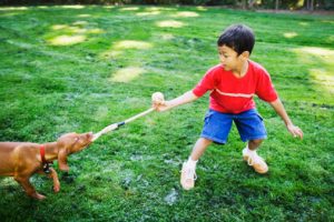 Boy playing tug of war with dog