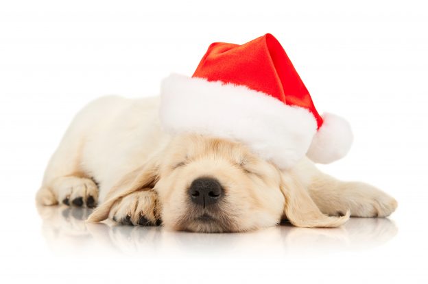 A MESSAGE ABOUT CHRISTMAS PUPPIES | Jersey Dog Trainer | South Jersey