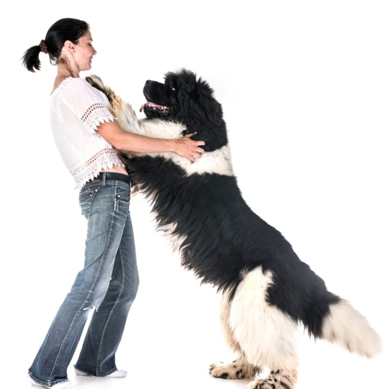 Fees/Services Jersey Dog Trainer South Jersey