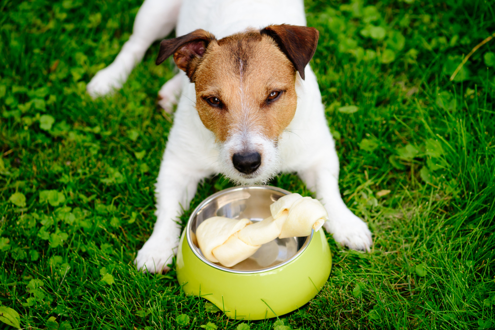 puppy-resource-guarding-jersey-dog-trainer-south-jersey